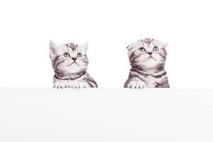reklam din sällskapsdjur produkt. två nyfiken skott vika ihop kattungar lutande på de kopia Plats och ser bort medan varelse isolerat på vit bakgrund foto