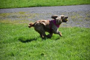 spaniel löpning med en tennis boll i hans mun foto