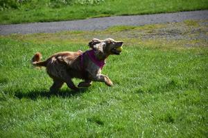 mycket söt spaniel hund spelar med en boll i en fält foto