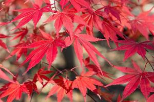 höstens färger foto