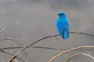 mountain bluebird i regnet