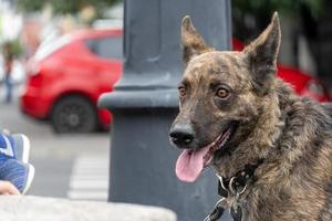 Lycklig hund på de gata tittar på människor godkänd foto