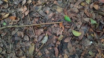 bakgrund av brun torr löv i höst 02 foto