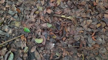 bakgrund av brun torr löv i höst 01 foto