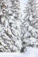 granar täckta med snö på ett vinterberg