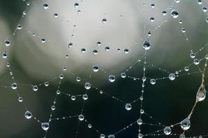 morgondagg. glänsande vattendroppar på spindelnät över grön skog