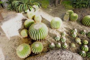 naturskön visningar eller de öken- botanisk trädgårdar foto