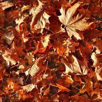 Foto realistisk sömlös textur mönster av höst löv på en skog jord
