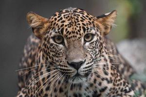 Sri Lanka leopard foto