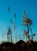 torr vass mot klar ljus blå himmel på solig dag utomhus. abstrakt naturlig bakgrund i neutral färger. minimal trendig pampas gräs paniklar. selektiv fokus foto