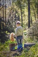 en söt pojke är spelar med en Björn Valp i de skog. de solens strålar innesluta de Plats av de clearing med en stubbe. en magisk berättelse av interaktioner för de bok. Plats för kopiering. selektiv foto