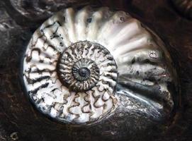 ammonit foto