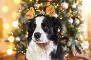 rolig söt valp hund gräns collie bär jul kostym rådjur horn hatt nära jul träd på Hem inomhus bakgrund. förberedelse för Semester. Lycklig glad jul begrepp. foto