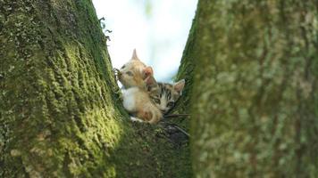 två söt liten katter klättrande upp på de träd för vilar foto