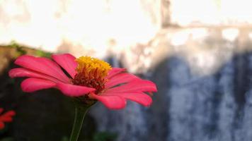 röd blomma zinnia violacea blomning på trädgård natur bakgrund vår morgon- skott foto