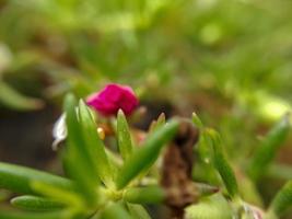 makro Foto av skön exotisk vild växter