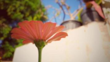 ofokuserad röd blomma zinnia violacea blomning på trädgård natur bakgrund vår morgon- skott foto