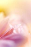 krysantemum, i livlig färgstil foto