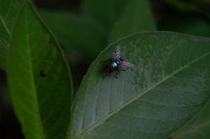 små flyga uppflugen på de blad foto