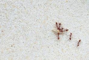 röd myror är arbetssätt tillsammans. på de betong vägg, de begrepp av enhet, kraft, lagarbete foto