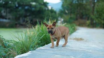 ett förtjusande hund spelar i de gård fritt foto