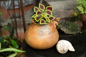 vacker växt och rund lerkruka. foto