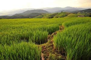 risfältfält vid solnedgången foto