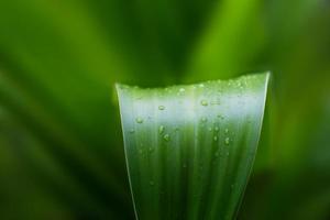 färsk grön växt blad tropisk natur efter regnet