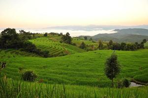 ris terrasserade fält landskap på berget foto