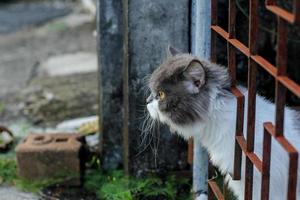 persisk katt Sammanträde på betong golv och se hetero. foto