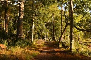 naturskön gångstig täckt i löv och tall nålar foto