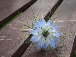 blå blomma på en träbänk foto
