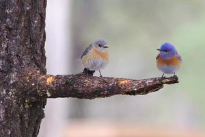 två fåglar på en trädgren foto