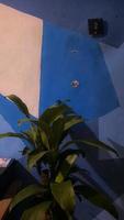 dracena växt i de studie på en blå och vit vägg foto