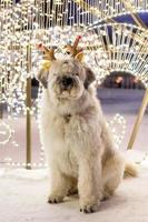 vit långhårig söder ryska herde hund är bär färgrik rådjur horn på en gata på en bakgrund av jul lampor. foto
