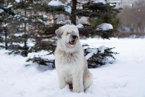 långhårig söder ryska herde hund på en promenad i en vinter- parkera med gran träd. foto