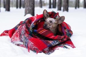 liten hund med stor öron insvept i röd rutig pläd på en snö i vinter- skog. foto