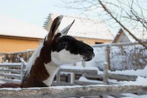 porträtt av guanaco på en bruka på vintertid. foto