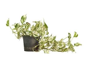 epipremnum aureum eller gyllene pothos i svart plast pott isolerat på vit bakgrund inkluderad klippning väg. foto