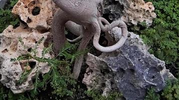 grön ö ficus rötter i koraller är också känd som ficus microcarpa. detta växt är inföding till söder Kina och de ö av oceania foto