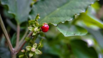 pinsam rivina eller duvbär eller blodbär, skott i de morgon- makro i de trädgård foto