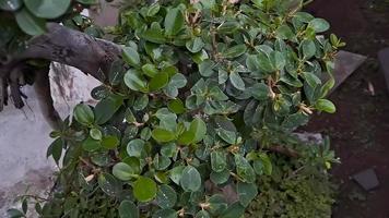 grön ö ficus är också känd som ficus microcarpa. detta växt är inföding från söder Kina och oceania ö foto