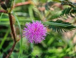 mimosa strigillosa är en medlem av de original- och perenn ärta familj, de fabaceae familj foto