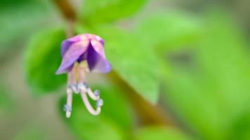 bakgrund ut av fokus cleome rutidosperma fransad Spindel blomma foto