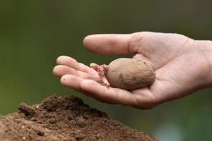 hand plantera potatis med groddar foto