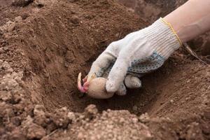 handskad hand som planterar potatisknöl i marken foto