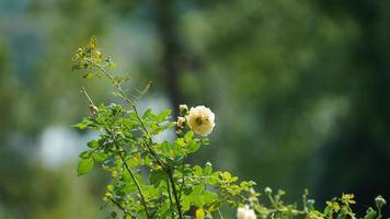 de skön trädgård se med de blommor och sten tabeller i de landsbygden by av de Kina foto