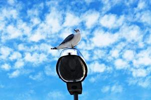 fågel fiskmås Sammanträde på en lyktstolpe mot en blå molnig himmel, allmänning mås, larus canus, mew mås foto