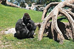 vuxen manlig gorilla Sammanträde på grön gräs Nästa till en torr träd. barcelona Zoo foto