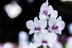vit och lila orkidé foto